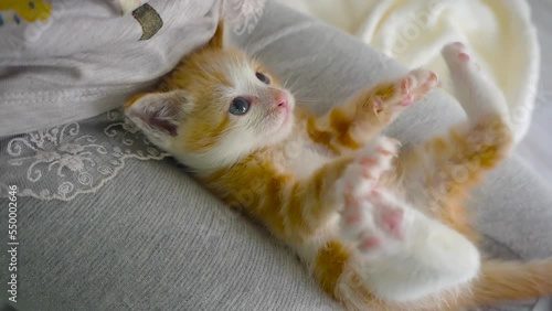 Sweet fluffy little ginger kitty with blue eyes sitting at the child's feet.