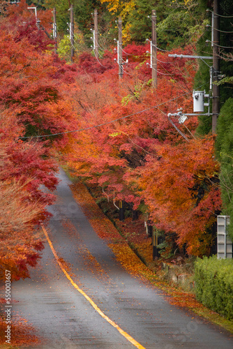 京都の紅葉
