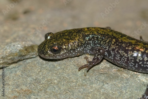 Closeup on a colorful Pacific Westcoast green longtoed salamander, Ambystoma macrodactylum photo