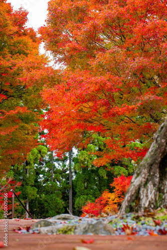 京都の紅葉