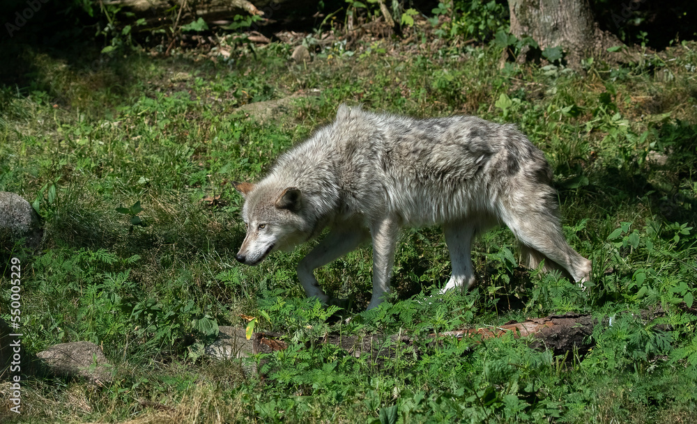 Naklejka premium The wolf also known as the gray wolf or grey wolves are large canines. The wolf is the largest member of the family Canidae. Adaptable gray wolves are by far the most common. Wolf in the grass.