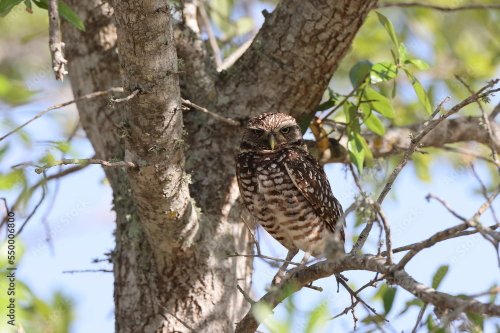 Obraz premium Burrowing Owl (Athene cunicularia) Cape Coral Florida USA