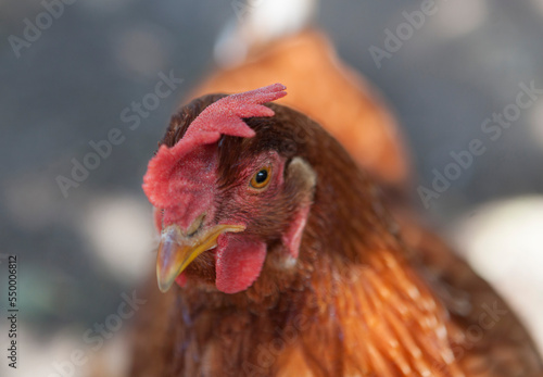 Photos gallina gallo de campo en granja