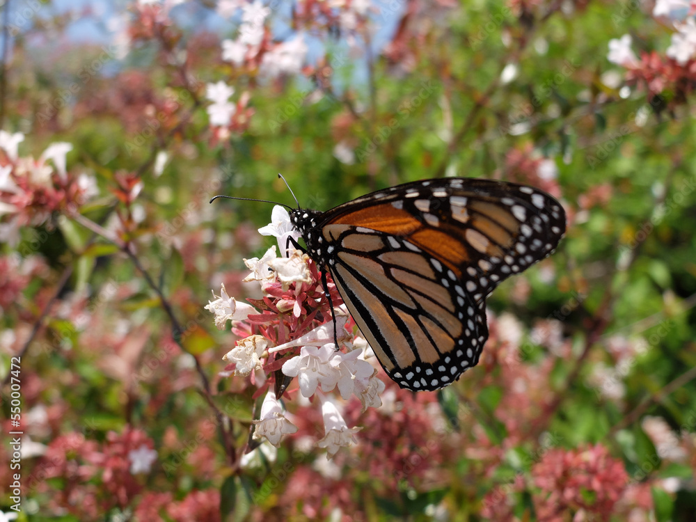 Fototapeta premium Schmetterling