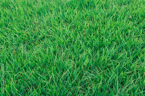 Fresh Green Grass at Summer Background.