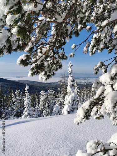Snow-covered fir trees on top of Volosyanaya mountain, Kandalaksha, Kola Peninsula. Beautiful winter landscape with a lot of snow. 
