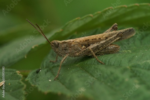 Closeup on the European common field grasshopper, Chorthippus brunneus sitting on a green leaf photo