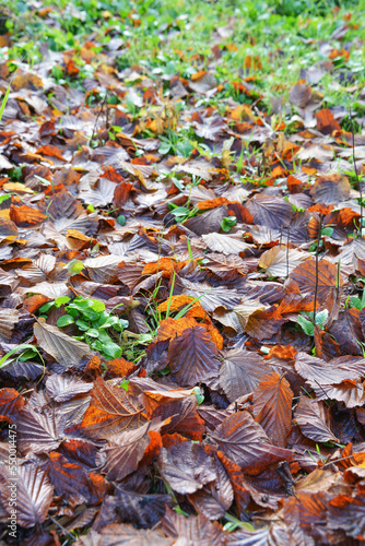Texture of fallen leaves