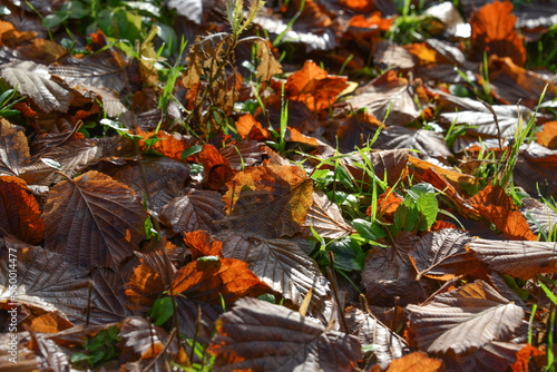 Texture of fallen leaves