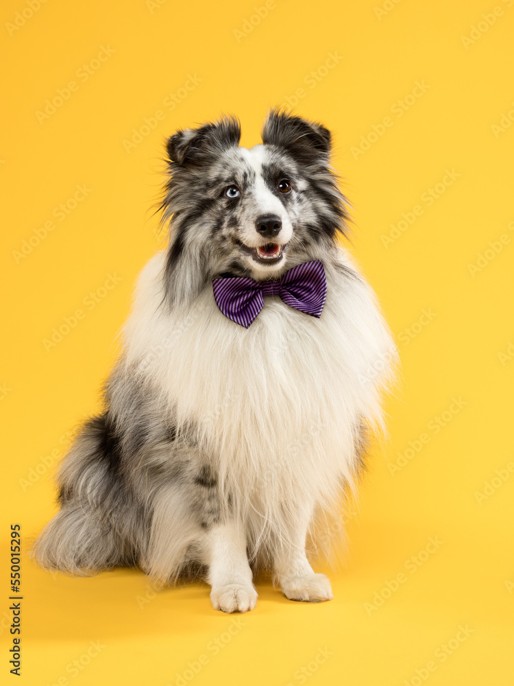 Funny portrait of a dog in a bow tie on a yellow background, studio shot Funny portrait of a dog in a bow tie on a yellow background, studio shot