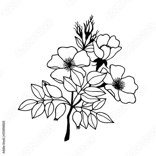 Flowering branch of wild rose. Vector stock illustration eps10. Outline, isolate on white background. Hand drawn.