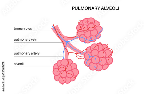 human respiratory system