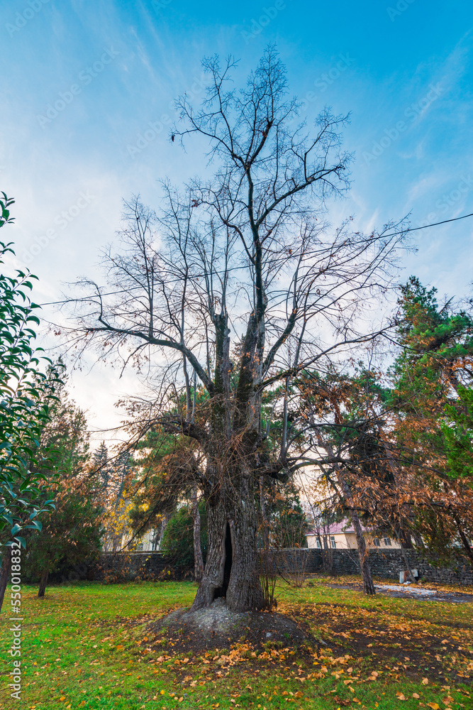 Obraz premium Old tree in yard of Church of St. George was built in 1855. Gakh city, Azerbaijan