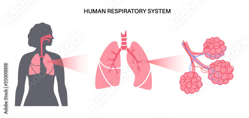 human respiratory system