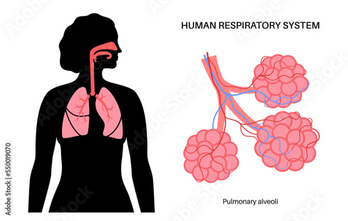 human respiratory system