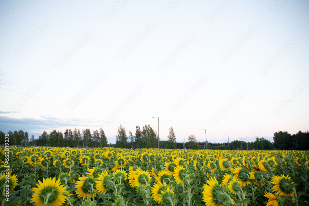 Obraz premium Campo de girasoles
