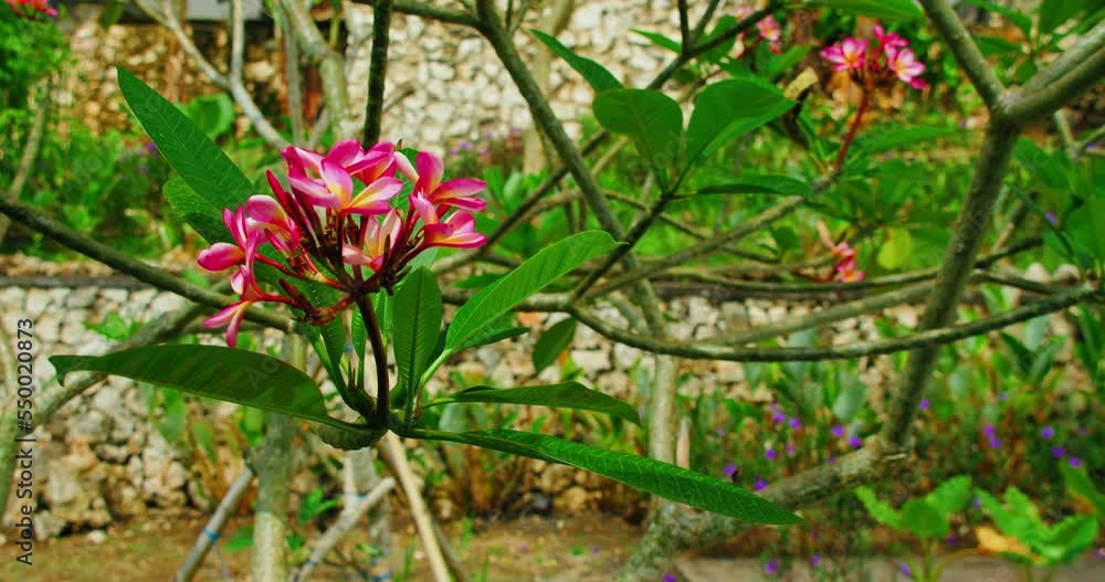 Tropical flowering garden with pink plumeria flowers on tree at sunny summer day on blurred background.