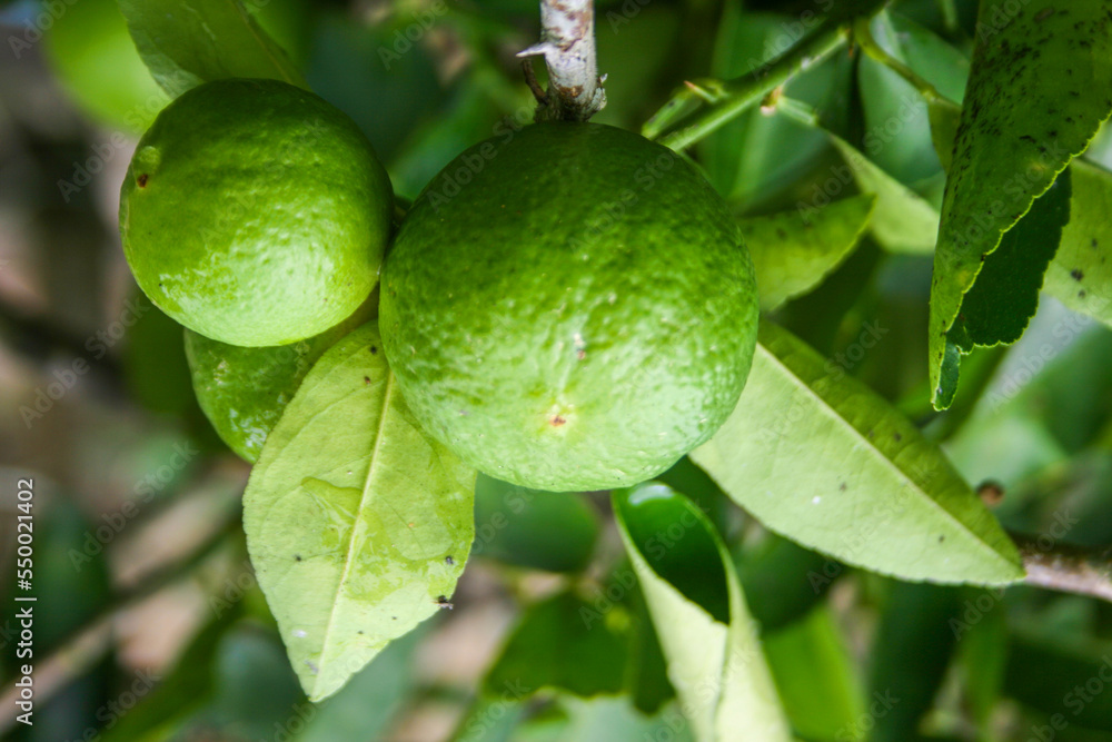 A large lemon fruit hanging out in a beautiful green garden. A large lemon fruit hanging out in a beautiful green garden.