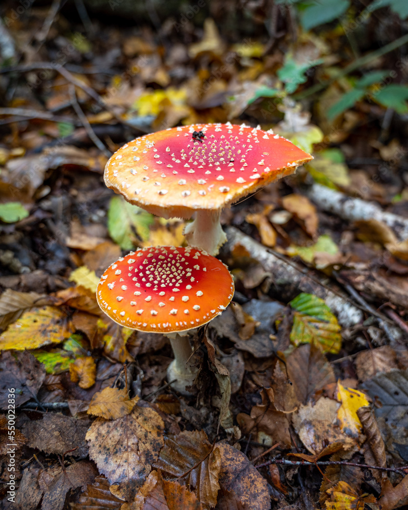 Amanita muscaria (Amanite tue-mouches or fausse oronge) Dangerous mushrooms Amanita muscaria (Amanite tue-mouches or fausse oronge) Dangerous mushrooms
