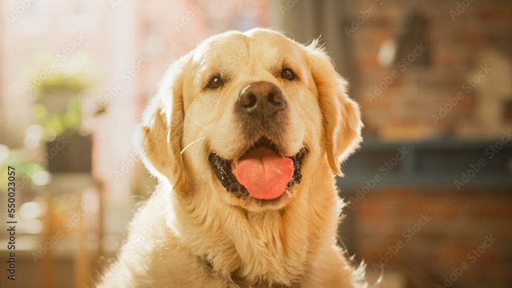 Golden retriever pedigree dog breed hotsell
