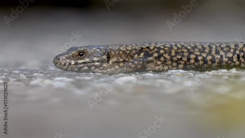 Closeup of Iberolacerta martinezricai, Martinez-Rica's rock lizard. photo