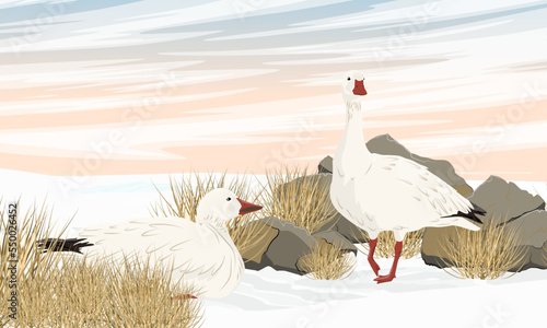 A pair of white arctic geese hide behind rocks from the winter wind. Wild birds of the Arctic. Realistic vector landscape