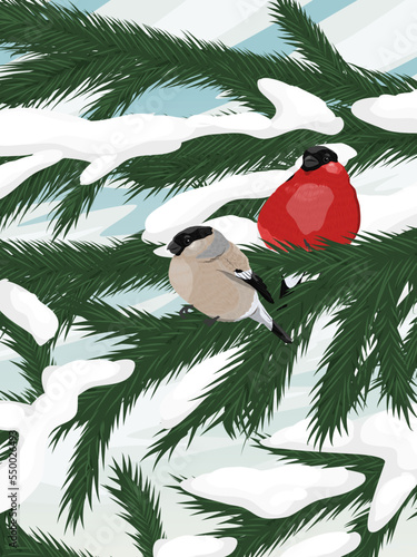 A pair of bullfinches on spruce branches in the snow. Realistic vector landscape