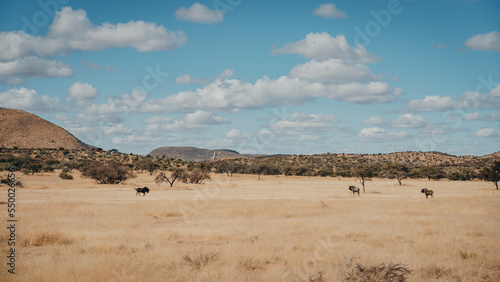 Panoramabild - Ein Weißschwanzgnu (Connochaetes gnou) und ein Streifengnu (Connochaetes taurinus) stehen in der offenen Savanne, Khomas, Namibia