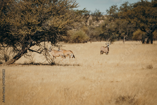 Fototapeta Naklejka Na Ścianę i Meble -  Drei Oryx Antilopen (Oryx gazella) - zwei davon sind Jungtiere -  in der Savanne der Khomas Hochebene (Windhoek, Namibia)