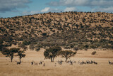 Eine Herde Oryx Antilopen (Oryx gazella) in der Savanne der Khomas Hochebene (Windhoek, Namibia)
