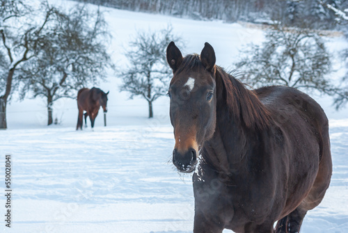 Brown horses in a deep snowy paddock in the countryside in winter.