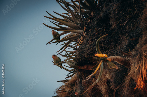 Ein Pärchen Rosenköpfchen (Agapornis roseicollis) in einem Köcherbaum sitzend bei Sonnenuntergang (Keetmanshoop, Namibia)