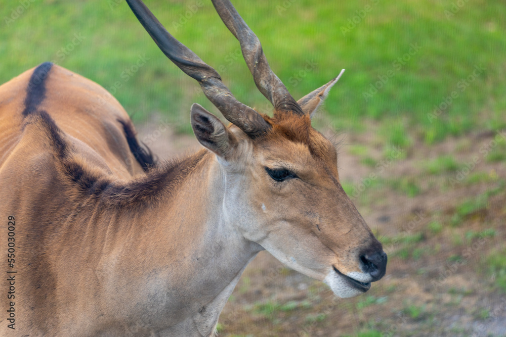 impala antelope in kruger national park impala antelope in kruger national park