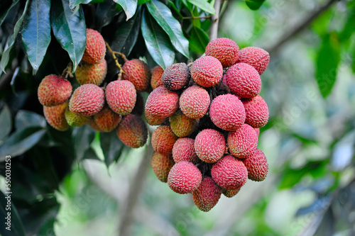Lychee fruit ready to be picked on the tree. Lychee fruit, scientific name Litchi chinensis Sonn, also known as lychee and alexia. photo