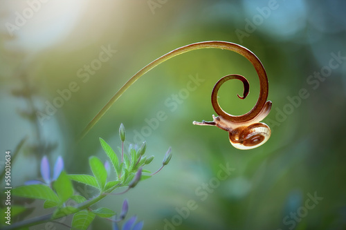 Snail on a leaf in tropical garden 