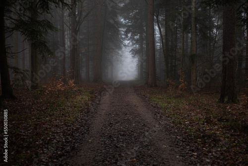 path in the woods © Krishna Kumar