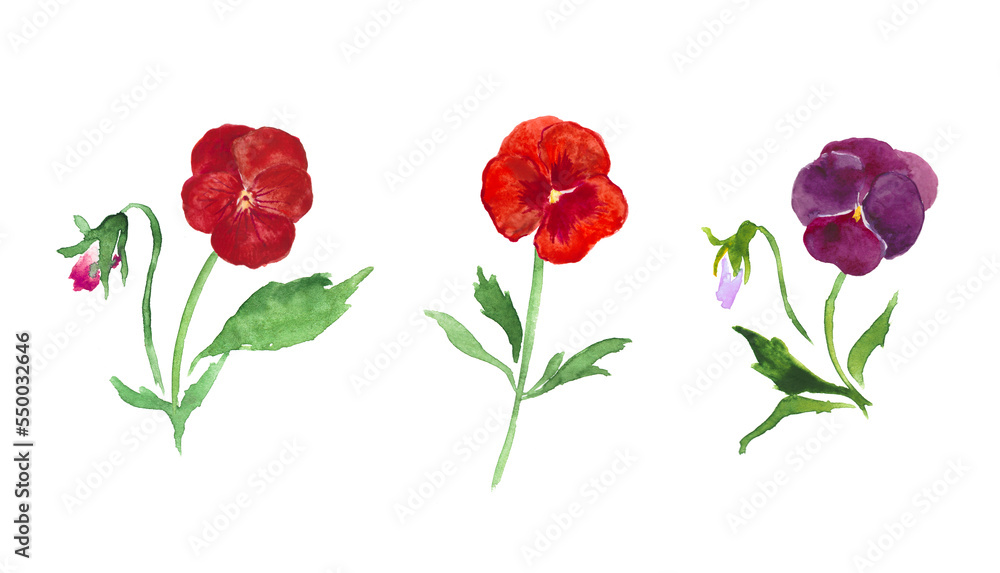 Pansies, red flowers, purple  pansy watercolor illustration, floral illustration , blossom