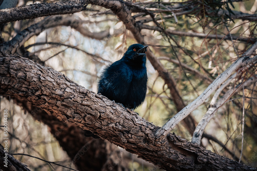 Portrait eines Rotschulter-Glanzstars (Lamprotornis nitens) auf einem Campingplatz in Namibia Portrait eines Rotschulter-Glanzstars (Lamprotornis nitens) auf einem Campingplatz in Namibia
