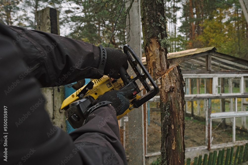 Man is sawing a tree with a chainsaw. Preparation of firewood in a country house. Sanitary pruning