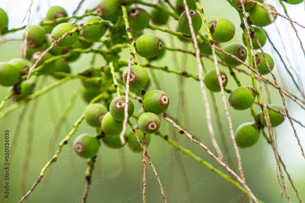 fruits of a palm tree outdoors in Rio de Janeiro. fruits of a palm tree outdoors in Rio de Janeiro.