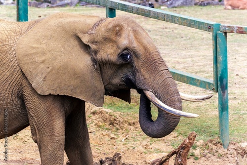 African bush elephant in a cage in the zoo. photo