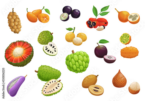Cartoon exotic raw tropical fruit. Isolated longkong, pu hala and cherimoya, soursop, akebia, loquat and kumquat, salak, kiwano, star apple and grenadilla, ackee, jabuticaba and marula vector fruits