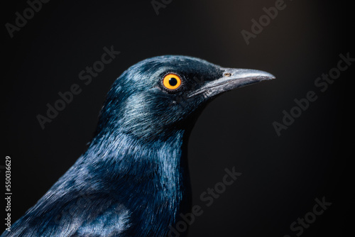 Close Up - Portrait eines Rotschulter-Glanzstars (Lamprotornis nitens) auf einem Campingplatz in Namibia