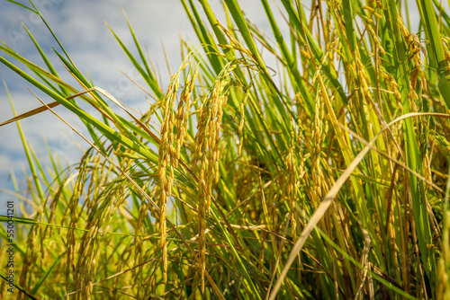Fototapeta Naklejka Na Ścianę i Meble -  Ear of rice in the field, golden ears of rice from, organic farming