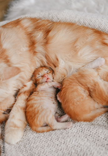 Cute little ginger kittens sleeps on a white fur blanket