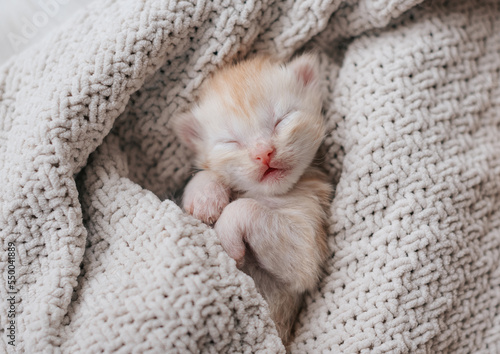 Fototapeta Naklejka Na Ścianę i Meble -  kitten sleeping