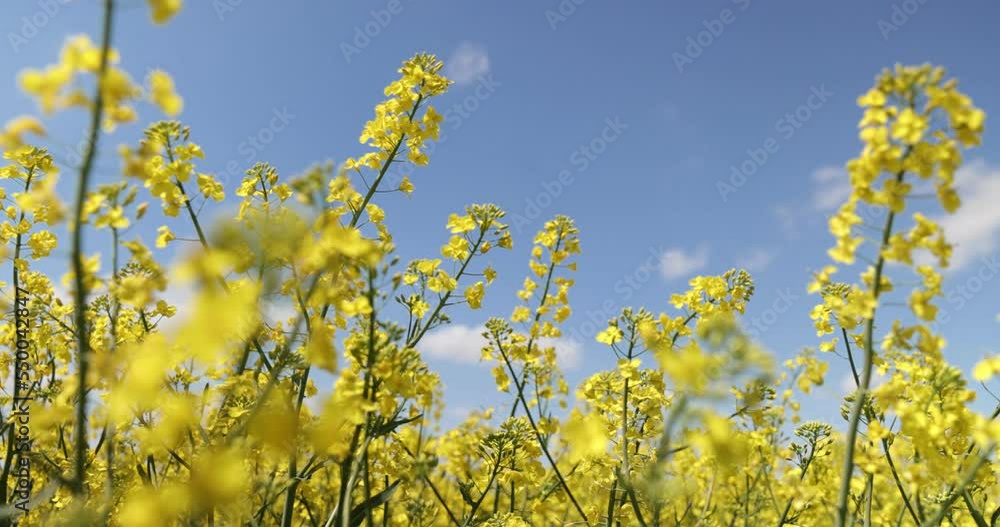 Field of colza rapeseed yellow flowers and blue sky, Field of colza rapeseed yellow flowers and blue sky,