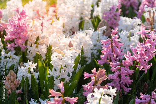 Multi colored hyacinths in the sun litght. Easter spring background. Close up macro.