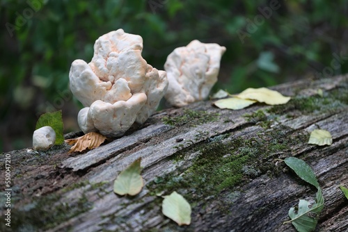 Closeup shot of Berkeley's polypore fungus on tree bark. photo