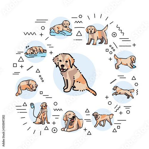 Golden retriever different age web banner. Infographics with linear icons